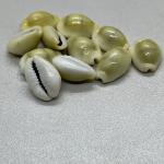 Small Size Cowrie Beads (Cowri/Kowdi) 5 No.– Natural Shell Beads for Pooja, Decoration & Traditional Crafts